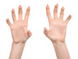 © Илья Подопригоров - Female caucasian hands  isolated white background showing  gesture shows claws and nails. woman hands showing different gestures