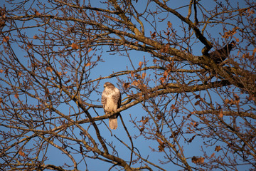 young predator bird on a branch of a tree