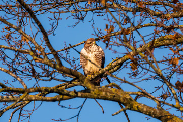 young predator bird on a branch of a tree