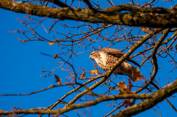 young predator bird on a branch of a tree