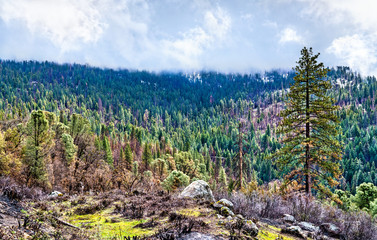 Sticker - Landscape of Yosemite National Park in California