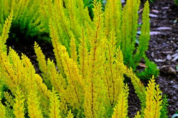 Wall Mural - Heather Plant, Erica arborea 'Albert's Gold' touched by sunlight.