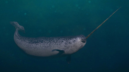 Wall Mural - Narwhal, male Monodon monoceros swimming in the ocean