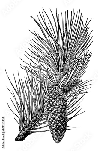 Maritime Pine twig - Vintage Engraving Illustration Tableau sur Toile