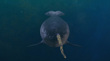 Wall Mural - Narwhal, male Monodon monoceros swimming in the ocean, front view