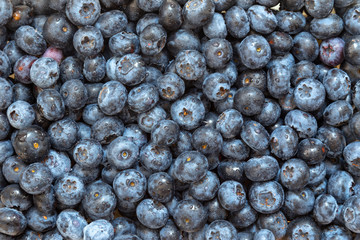 Canvas Print - Fresh wet blueberries background with a moisture on a heap of berries.