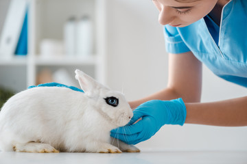 young, attentive veterinarian examining cute white rabbit sitting on table