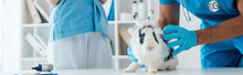 Cropped View Of Veterinarian Examining Cute Spotted Rabbit Near Colleague