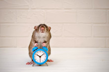 Gray Rat Or Mouse Sitting With A Blue Retro Alarm Clock On A White Background With A Brick Wall. The Concept Of Time, Morning, Deadline, New Year With Copyspace