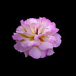© FloralShot - Beautiful purple rose isolated on a black background