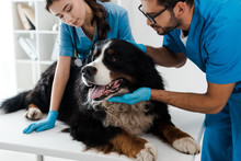 Two Young Veterinarians Examining Bernese Mountain Dog Lying On Table