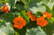 The large Nasturtium (Tropáeolum május), also the large Capuchin is an annual herbaceous plant, a species of the genus Tropaeolum of the family Tropaeolaceae. Type species of this genus.
