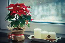 Red Poinsettia, A Traditional Christmas Flower On A Winter Window.