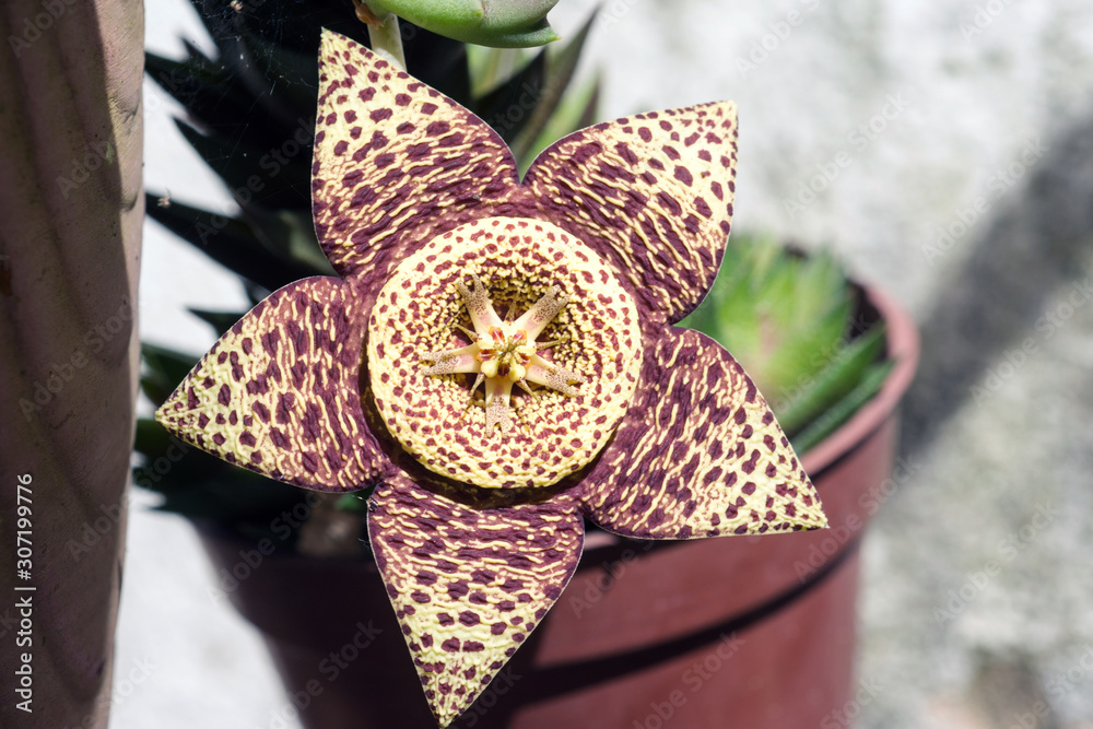 Cactus Tiger Flower or Orbea variegata Close up Stock Photo | Adobe Stock