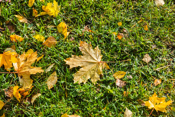 Fallen maple leaves with dew on a green grass.