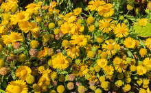 Flowerbed With Blooming Yellow Daisies