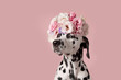 Funny suspicious dalmatian dog with wreath on pink background. Dog portrait with floral crown. I love you. Happy Valentines Day concept