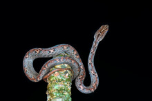 Common Mock Viper Or Psammodynastes Pulverulentus , Top View Of Beautiful Gray Snake Stripes Coiling Resting Wrap On Tree Branch With Black Background At Thung Salaeng Luang National Park, Thailand.