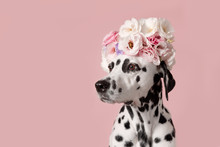Adorable Dalmatian Dog With Wreath On Pink Background. Dog Portrait With Floral Crown. I Love You. Happy Valentines Day Concept