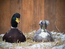 Unusual Crested Duck And Drake. Funny Feathers On The Head, A Special Breed Of Waterfowl
