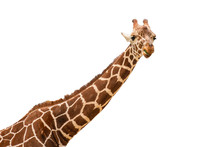 Neck And Head Of A Giraffe Isolated On White Background