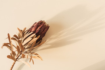 one dry red protea flower on pastel beige background. minimal tropical exotic floral composition.