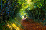 Fototapeta Big Ben - Into the Woods: Pathway through autumnal forest