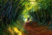 Into The Woods: Pathway Through Autumnal Forest