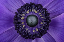 Detail Of Violet Anemone