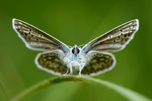 England, Common Blue, Polyommatus Icarus