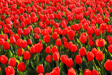 Many Beautiful Red Tulips Close-up