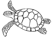 Vector Illustration Of Sea Turtle On White Background. Perfect For Invitations, Greeting Cards, Postcard, Fashion Print, Banners, Poster For Textiles, Fashion Design.