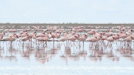colony of flamingos on the natron lake. lesser flamingo scientific name: phoenicoparrus minor. tanza