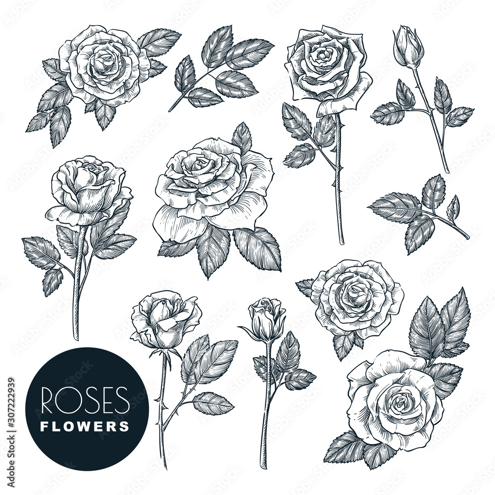 Roses flowers set, vector sketch illustration. Rose blossom, leaves and buds isolated on white background. - obrazy, fototapety, plakaty 