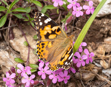 Macro Of A Painted Lady (vanessa Cardui) Butterfly On A Pink Wildflower Blossoms; Pesticide Free Environmental Protection Concept;