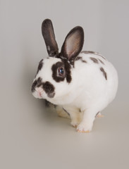 White and black domestic rabbit