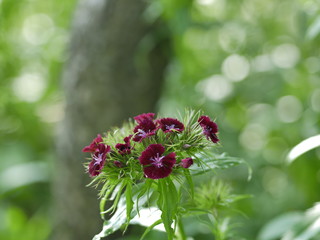 Sticker - red flower in the garden