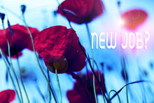 Writing Note Showing New Job Question. Business Concept For Formal Meeting Which Someone Asked Find Out If They Are Suitable Front View Summer Red Color Poppy Flowers Sky Background