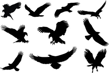 eagle silhouette, fliying bird silhouette