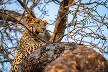 A Leopard, Panthera Pardus, Lies In A Tree, Ears Forward, Alert.