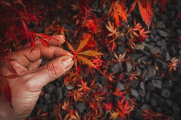 Wall Mural - Red-brown Japanese maple leaf is held up by two fingers