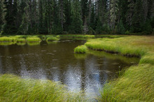 Along The Pacific Crest Trail, Mt. Adams Wilderness, Washington,Small Pond And Windswept Subalpine Meadow, Along The Pacific Crest Trail, Washington