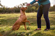 © Mint Images - Woman training Vizla dog with a lifted paw sitting in a meadow.