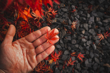 Wall Mural - Red brown Japanese maple leaf lying on a man's hand