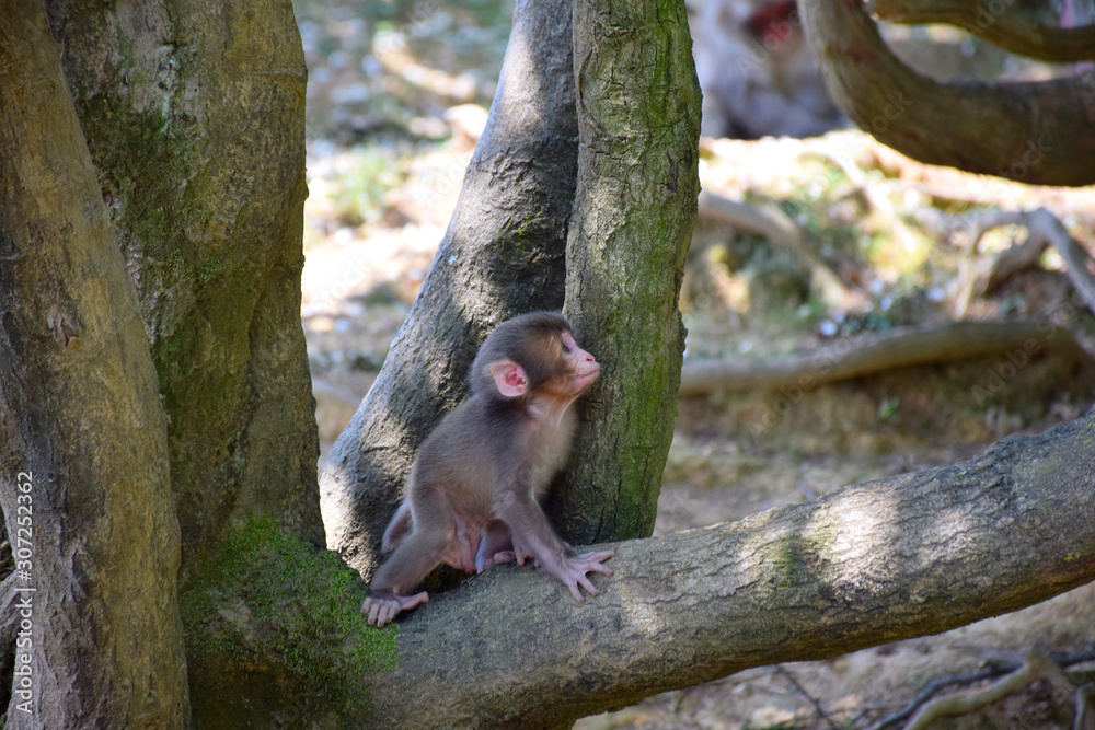 Cute Japanese baby macaque (snow monkey, macaca fuscata) exploring the ...