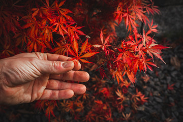Wall Mural - Red-brown Japanese maple leaf is held up by two fingers