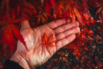 Wall Mural - Red brown Japanese maple leaf lying on a man's hand