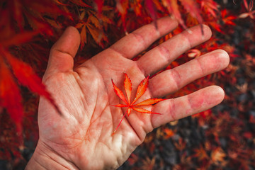 Wall Mural - Red brown Japanese maple leaf lying on a man's hand