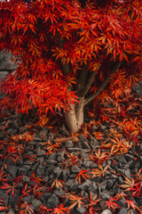 Wall Mural - Red brown Japanese maple leaves lying on the ground