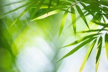 Green Nature Background. Closeup View Of Tropical Green Bamboo Leaf On Blurred Background For Natural And Freshness Wallpaper Concept.